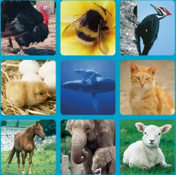Livnlearn Animal Soundtracks
