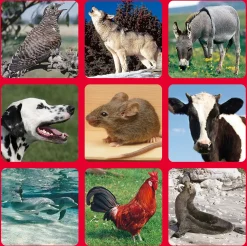 Livnlearn Animal Soundtracks