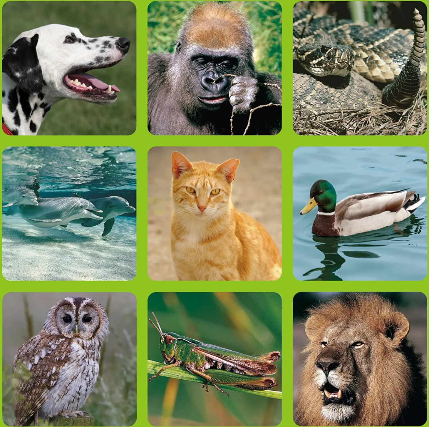 Livnlearn Animal Soundtracks